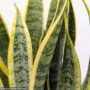 Snake Plant (Sansevieria) – Laurentii – 10″ Pot